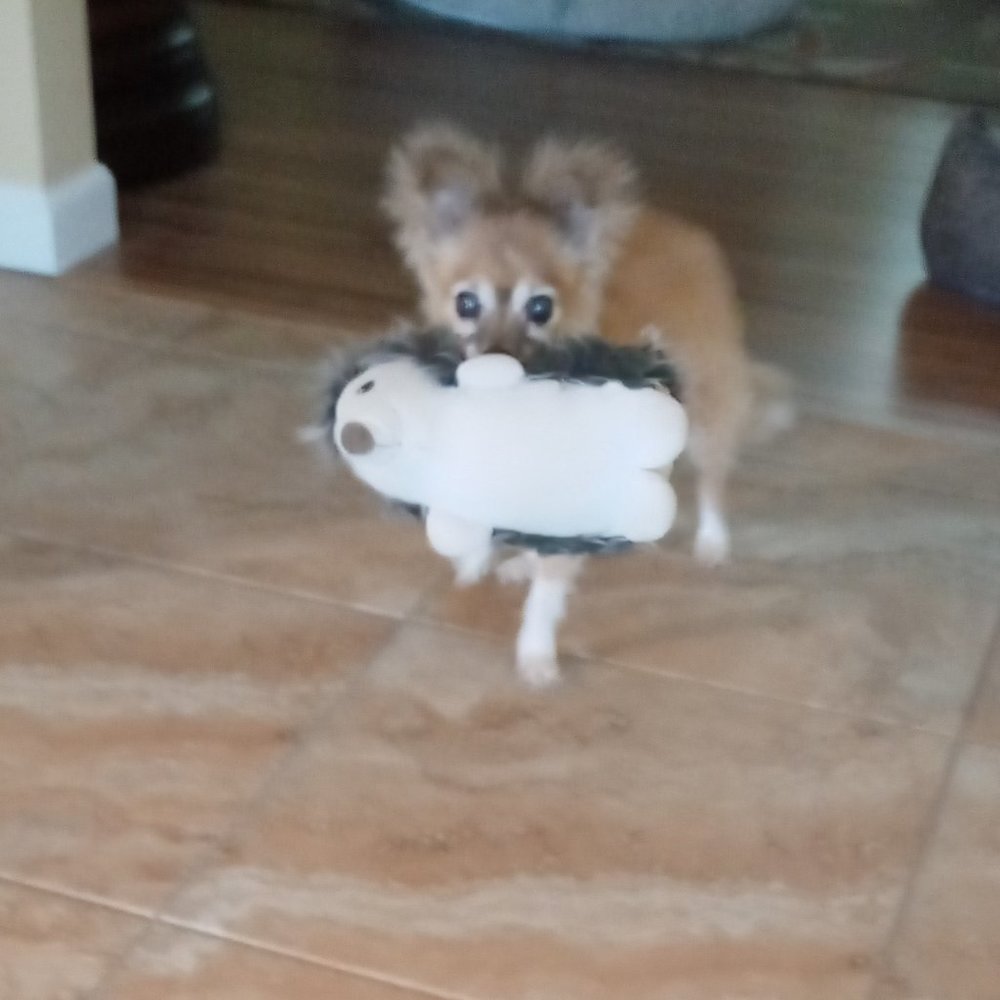 Meet your Posher, Tonya